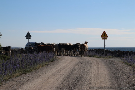 Kor på gamla kustvägen