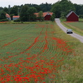 Röda hjulspår i grönt fält