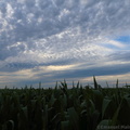Himmel över majsfält