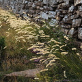 Stenmur och gräs på Alvaret