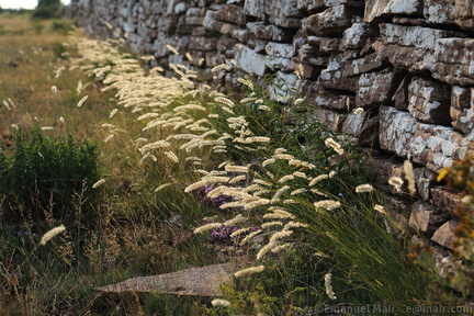 Stenmur och gräs på Alvaret