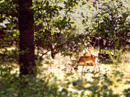 Roe deer