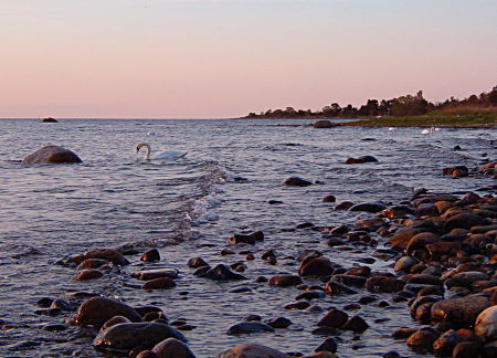 Schwäne auf dem Meer